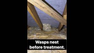 Removing a Wasps Nest in attic [upl. by Adnawal]