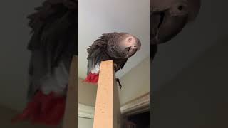 Timneh VS Congo African Greys [upl. by Aneleve]