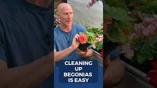 How To Clean Up Tuberous Begonias [upl. by Stanislas]