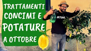 LIMONE potatura di OTTOBRE concime e altre cure autunnali [upl. by Darnell]