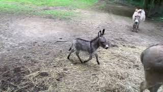 Baby donkey running around [upl. by Cynthy]