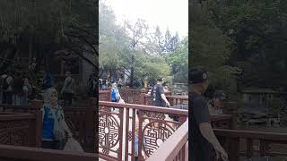 LINGNAN GARDENLAI CHI KOK PARK shortvideo everyone youtubeshorts lingnangarden trending yt [upl. by Annahavas]