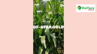 HY MAIZE DF STAR GOLD [upl. by Keon]