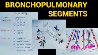 Bronchopulmonary Segments  Lungs Anatomy  EOMS [upl. by Henghold194]