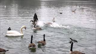 Swans Geese Coots Ducks Gulls Canada Geese Greylag Goose Fighting and chasing 2nd March 2021 [upl. by Gnaig257]