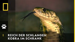 REICH DER SCHLANGEN  Kobra im Schrank  National Geographic [upl. by Anehc761]