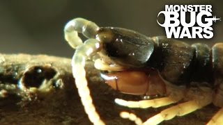 Desert Centipede Vs Trapdoor Spider  MONSTER BUG WARS [upl. by Madelaine]