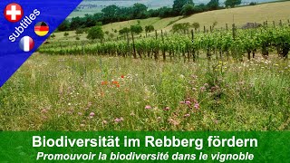 Biodiversität im Rebberg fördern [upl. by Alfy84]