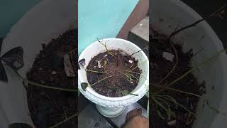 Rubber plant ko Cutting se Asani se lagaye garden plants plantlover rubberplant shorts trend [upl. by Ennaimaj]