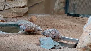 Blackbellied sandgrouse at Zoo Berlin in the African hall of the bird house [upl. by Mure492]