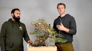 Advanced Bonsai demo Yamadori [upl. by Schwejda]