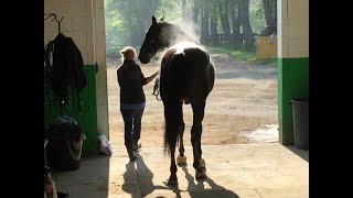 The Fastest Trotter in History  Sebastian K [upl. by Aliuqahs]