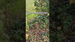 Entretien framboise jardinage astuce potager framboisenature [upl. by Namaan681]