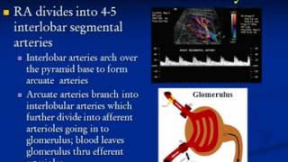 Renal Artery Disease Ultrasound Protocols and Tips [upl. by Ardnasyl58]