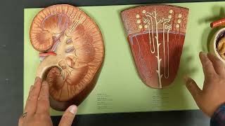 Renal System Blood Flow [upl. by Dempster742]