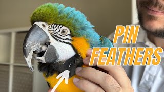 Helping Parrot With Pin Feathers [upl. by Deni]