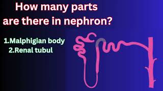 Structure of Nephron and its parts [upl. by Nysilla484]