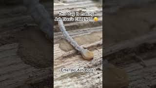 This Bug is making Ash Tree’s EXTINCT 😮 youtube youtubeshorts short shorts arborist logging [upl. by Belda]