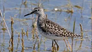 Wood sandpiper Tringa glareola Λασπότρυγγας [upl. by Ellinet238]