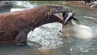 extraordinary  Komodo approached the goat in a puddle of water [upl. by Norse]