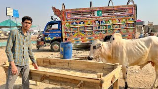 BAKRA EID VLOG 2023 🔥 QURBANI VLOG GOT EMOTIONAL 😭 Ibrahim Asim  Bakray qurban krdiye Alhumdulillah [upl. by Inail]