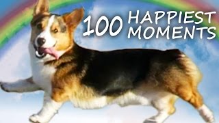 A Dogs Life CORGI PUPPYS 100 HAPPIEST MOMENTS [upl. by Randolf]