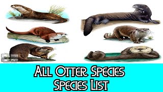 All Otter Species  Species List [upl. by Coombs]