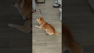 Smart Doge politely declines walk offer  So Funny Cute Shiba Inucutedoge dogememes funnydog [upl. by Nellir]