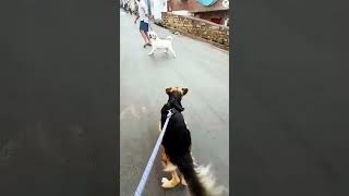 Labrador vs German Shepard Dogs behavior and body language dog doglover ytshorts short trending [upl. by Aleyak]