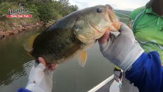 Spinnerbait action  Doorndraai Dam [upl. by Latoniah]