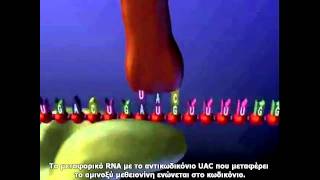 Μετάφραση RNA Video2 Ελληνικοί υπότιτλοι [upl. by Bodkin]