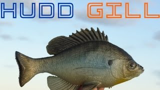 Detailed review of the Huddleston Bluegill [upl. by Eirojam778]