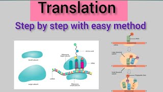 Translation of Protein Synthesis12BiologyMolecular Basis of Inheritance [upl. by Vevina]