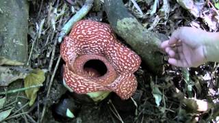 Rafflesia philippensis [upl. by Theron]