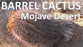 Mojave Desert Barrel Cactus  Ferocactus cylindraceus [upl. by Yxor]