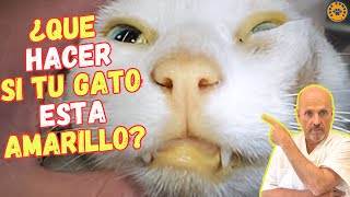 🆘 MI GATO ESTÁ AMARILLO POR ICTERICIA ¿QUE PUEDO HACER 🆘 [upl. by Reichert594]