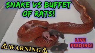 Warning  Corn Snake Eats 4 Rats  Live Feeding [upl. by Kamin]