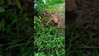 Cutting Weed in the garden day38 satisfying automobile lawn [upl. by Bette949]