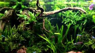 220 L Aquarium Amazone Look 1 [upl. by Inig]