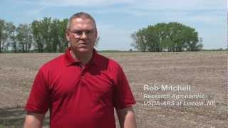 Switchgrass Planting Practices for Stand Establishment [upl. by Ecydnac308]