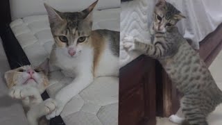 Cute cats family 🥰 😍 Da po vs Dali nhal vs phi phing  play together happily 😘🥰 [upl. by Kathlene]