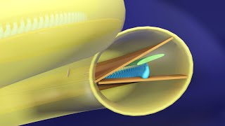 Immersive 3D Tour of the Cochlea  Basic Physiology of Hearing 3D Animated  Ear Physiology [upl. by Woodberry]