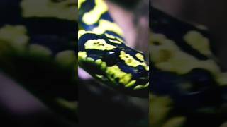 Yellow amp Black SNAKE [upl. by Ransome]