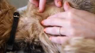 Banfield Pet Hospital  How to Check for Fleas on your Dog or Cat [upl. by Klepac380]