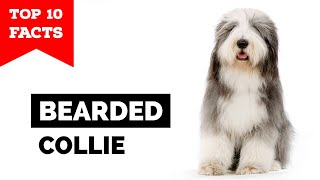 Bearded Collie  Top 10 Facts [upl. by Ahsyas]