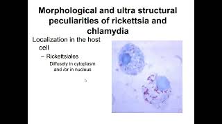 lecture 2 Different bacteria and fungi [upl. by Draude778]