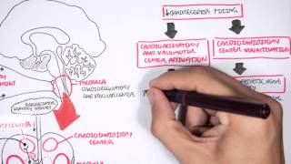 Compensatory Mechanisms of Medical Shock [upl. by Llenahc943]