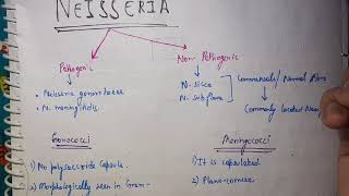 Neisseria Microbiology [upl. by Llirrem]