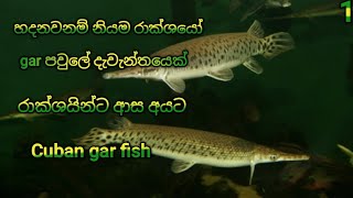 cuban gar fish sinhala කියුබන් ගා ගැන හැමදේම [upl. by Durr]