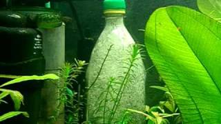 Effective CO2 aquarium diffuser 100 solubility [upl. by Ydarb]